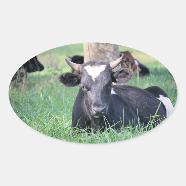 Pegatina Ovalada Vaca (Anverso)