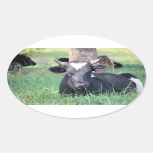 Pegatina Ovalada Vaca