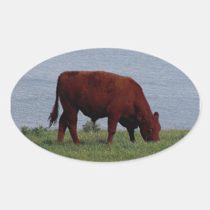 Pegatina Ovalada Vaca del sur de Devon en la remota costa