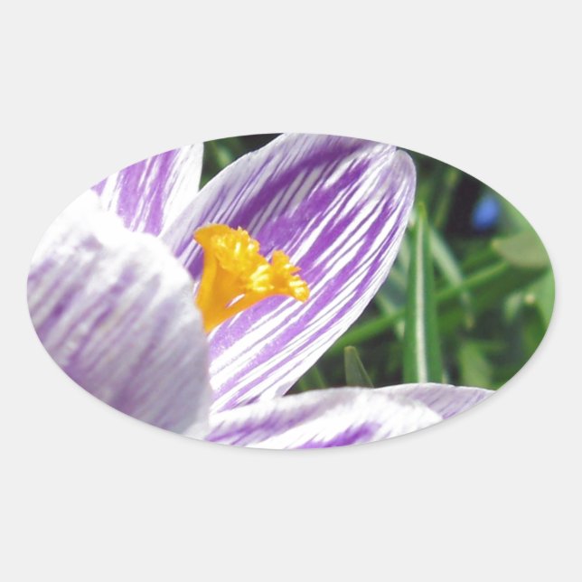 Pegatina Ovalada Violet Spring Crocus (Anverso)