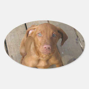 Pegatina Ovalada vizsla puppy