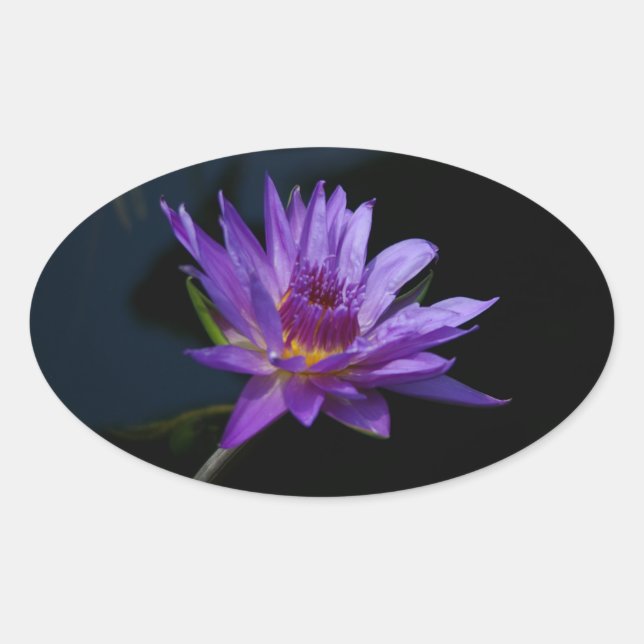 Pegatina Ovalada Waterlily Lotus (Anverso)