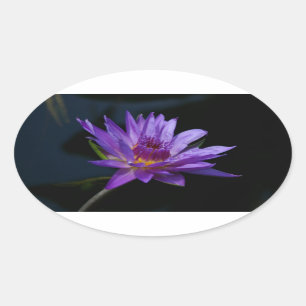 Pegatina Ovalada Waterlily Lotus