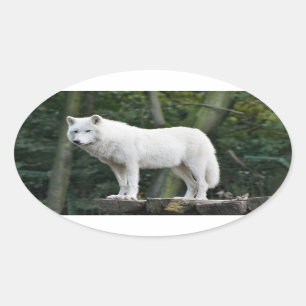 Pegatina Ovalada White Wolf impresionante