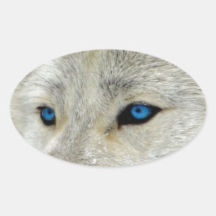 Pegatina Ovalada White Wolf observado azul