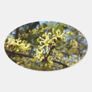 Pegatina Ovalada Witch Hazel Flowers