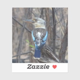 Pegatina Pájaro de Kookaburra