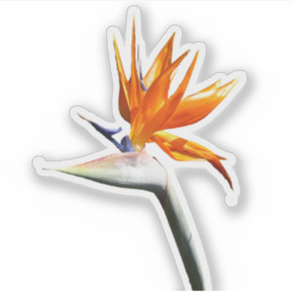 Pegatina Pájaro del Naranja del paraíso Flor tropical