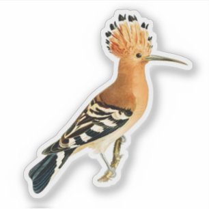 Pegatina Pájaro euroasiático de Hoopoe