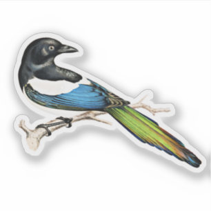 Pegatina Pájaro magpie