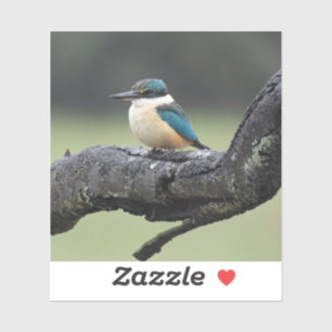 Pegatina Pájaro pequeño de Kookaburra