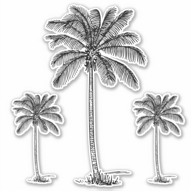 Pegatina Palmetto Palm Trees Preppy Black Coastal (Anverso)