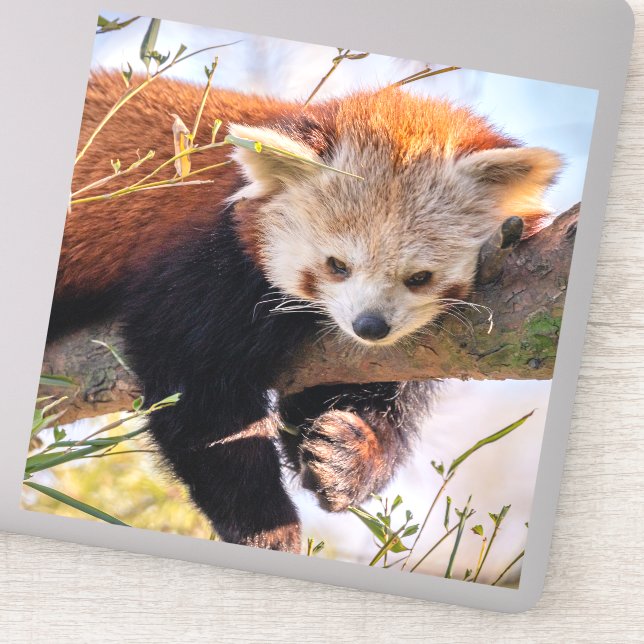 Pegatina Panda rojiza perezosa (Detalle)