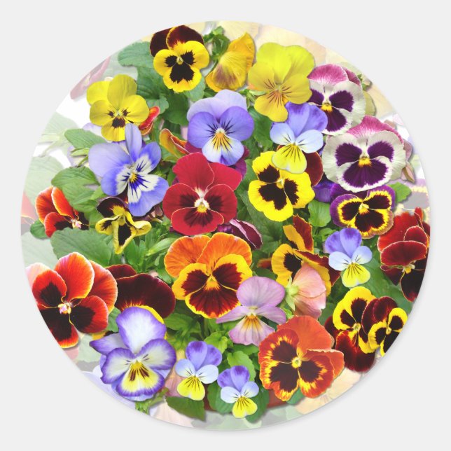 PEGATINA PANSY BEAUTY SQUARE (Anverso)