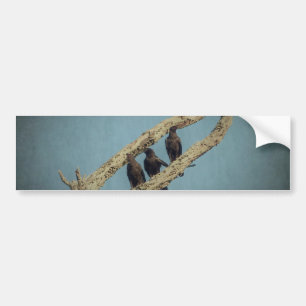 Pegatina Para Coche 3 Crows Bumper Sticker