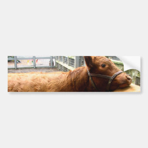 Pegatina Para Coche Abrazo de la vaca
