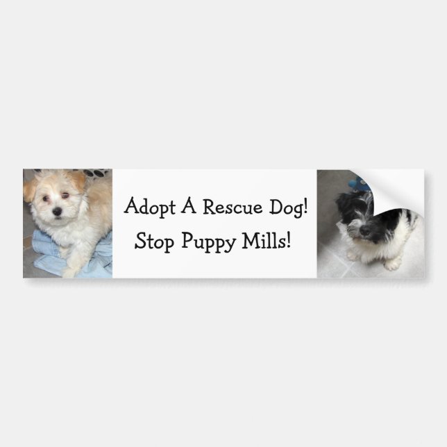 Pegatina Para Coche Adopte un perro de Resuce - perritos de Havanese (Frente)