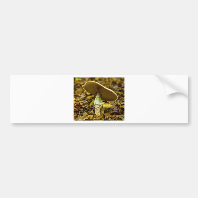 Pegatina Para Coche Agárico de mosca amarillo-naranja (Frente)