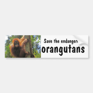 Pegatina Para Coche Ahorre los orangutanes en peligro