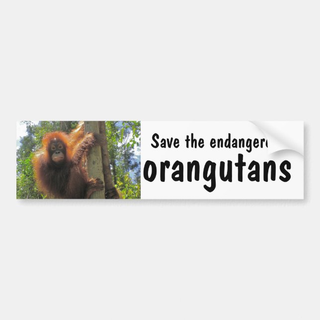 Pegatina Para Coche Ahorre los orangutanes en peligro (Frente)