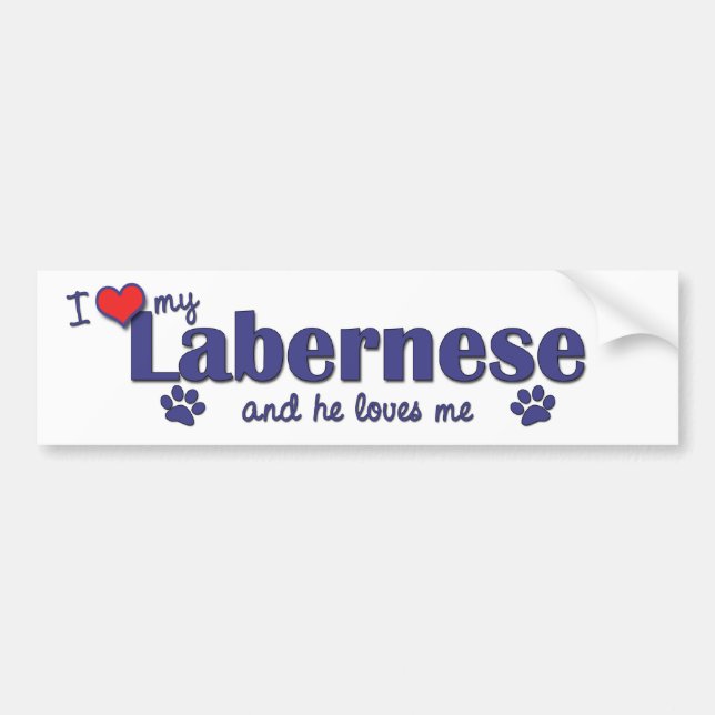 Pegatina Para Coche Amo mi Labernese (el perro masculino) (Frente)