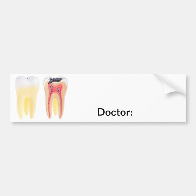 Pegatina Para Coche Anatomía de los dientes (Frente)