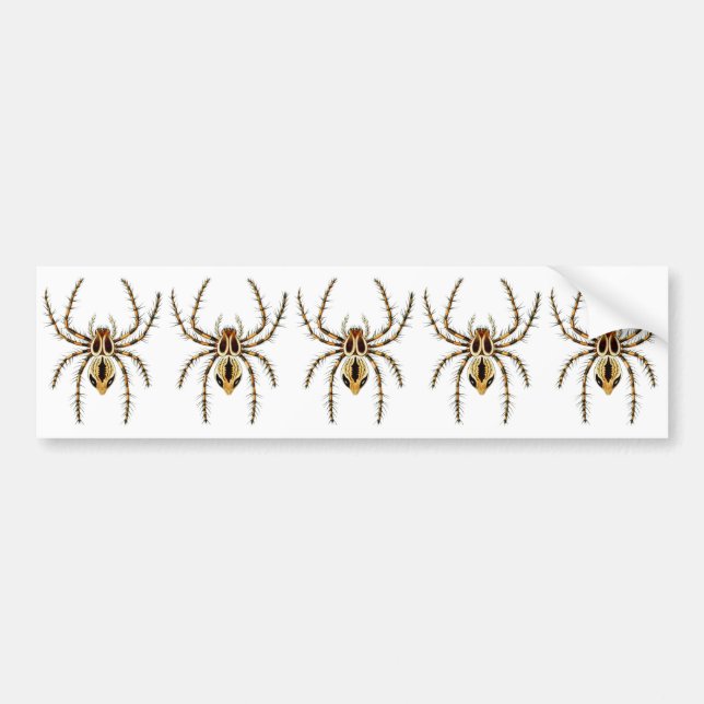 Pegatina Para Coche Araña del lince (Frente)