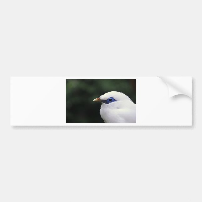 Pegatina Para Coche Aves (Frente)