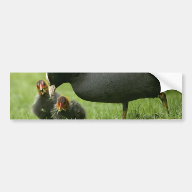 Pegatina Para Coche Baby Moorhens (Frente)