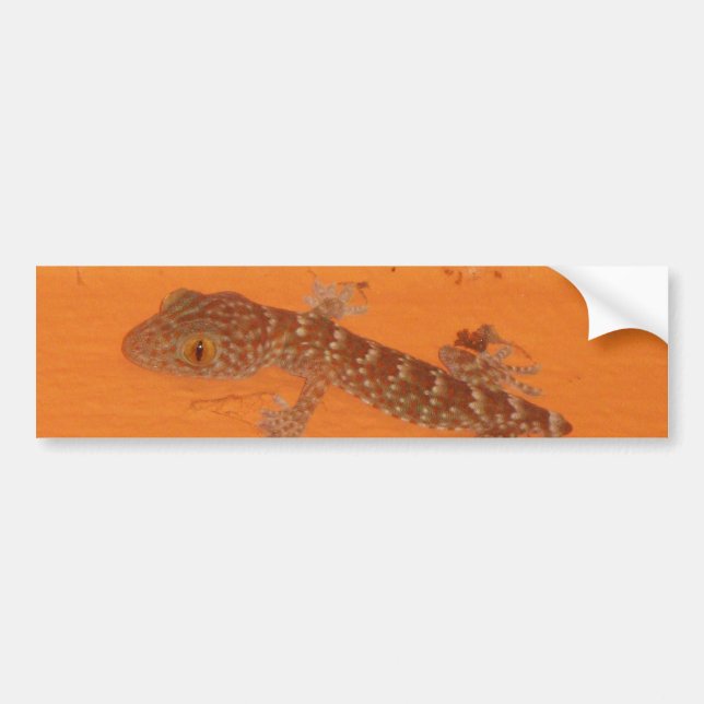 Pegatina Para Coche Baby Tokay Gecko (Frente)