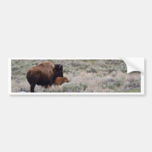 Pegatina Para Coche Bisonte y becerro