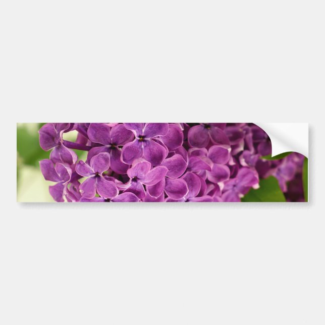 Pegatina Para Coche Bonito Lilac (Frente)