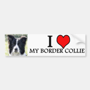 Pegatina Para Coche border collie del bumpersticker