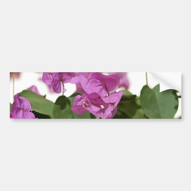 Pegatina Para Coche Bougainvillea (Frente)