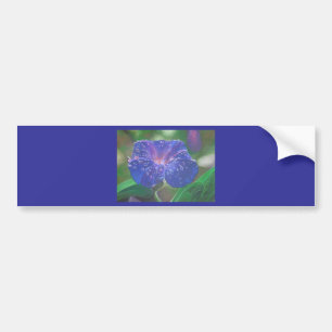 Pegatina Para Coche Buenos días Pétalos de Gloria (Ipomoea Purpurea) y