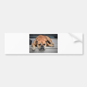 Pegatina Para Coche Bulldog
