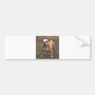 Pegatina Para Coche bulldog completo 2