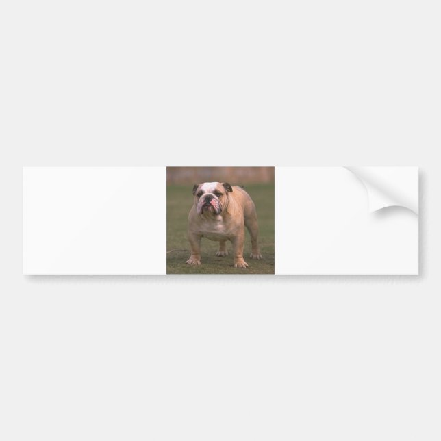 Pegatina Para Coche bulldog completo 2 (Frente)