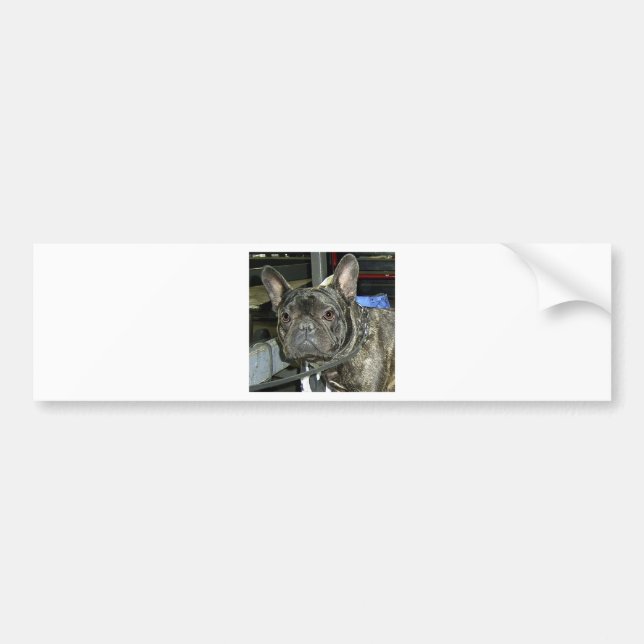 Pegatina Para Coche bulldog francés brindle (Frente)