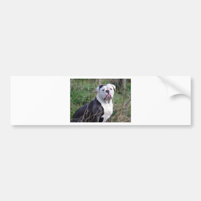 Pegatina Para Coche Bulldog inglés (Frente)