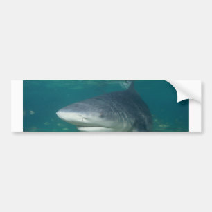 Pegatina Para Coche Bullshark