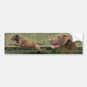 Pegatina Para Coche Bumpersticker del perro perdiguero de bahía de