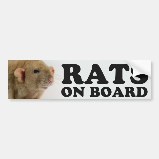 Pegatina Para Coche (Burmese) Ratas él board (Frente)