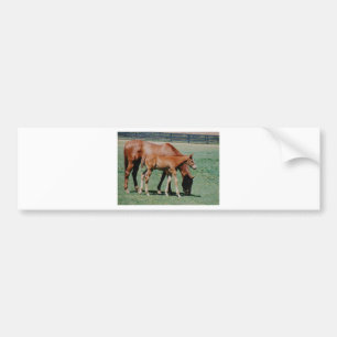 PEGATINA PARA COCHE CABALLOS AMISTOSOS