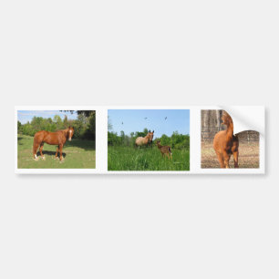 Pegatina Para Coche Caballos - caballos hermosos