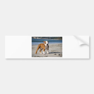 Pegatina Para Coche cachorro de bulldog inglés en la playa