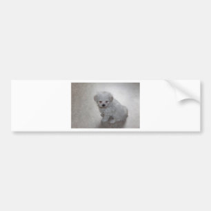 Pegatina Para Coche Cachorro maltés (9 meses de edad)