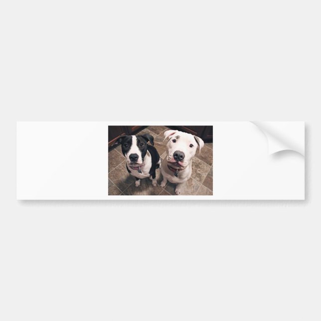 Pegatina Para Coche cachorros adorables de pitbull perros (Frente)