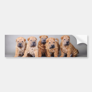 Pegatina Para Coche Cachorros shar pei chinos