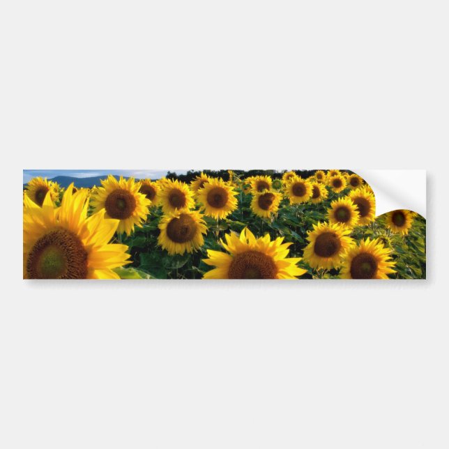 Pegatina Para Coche Campo de girasol (Frente)